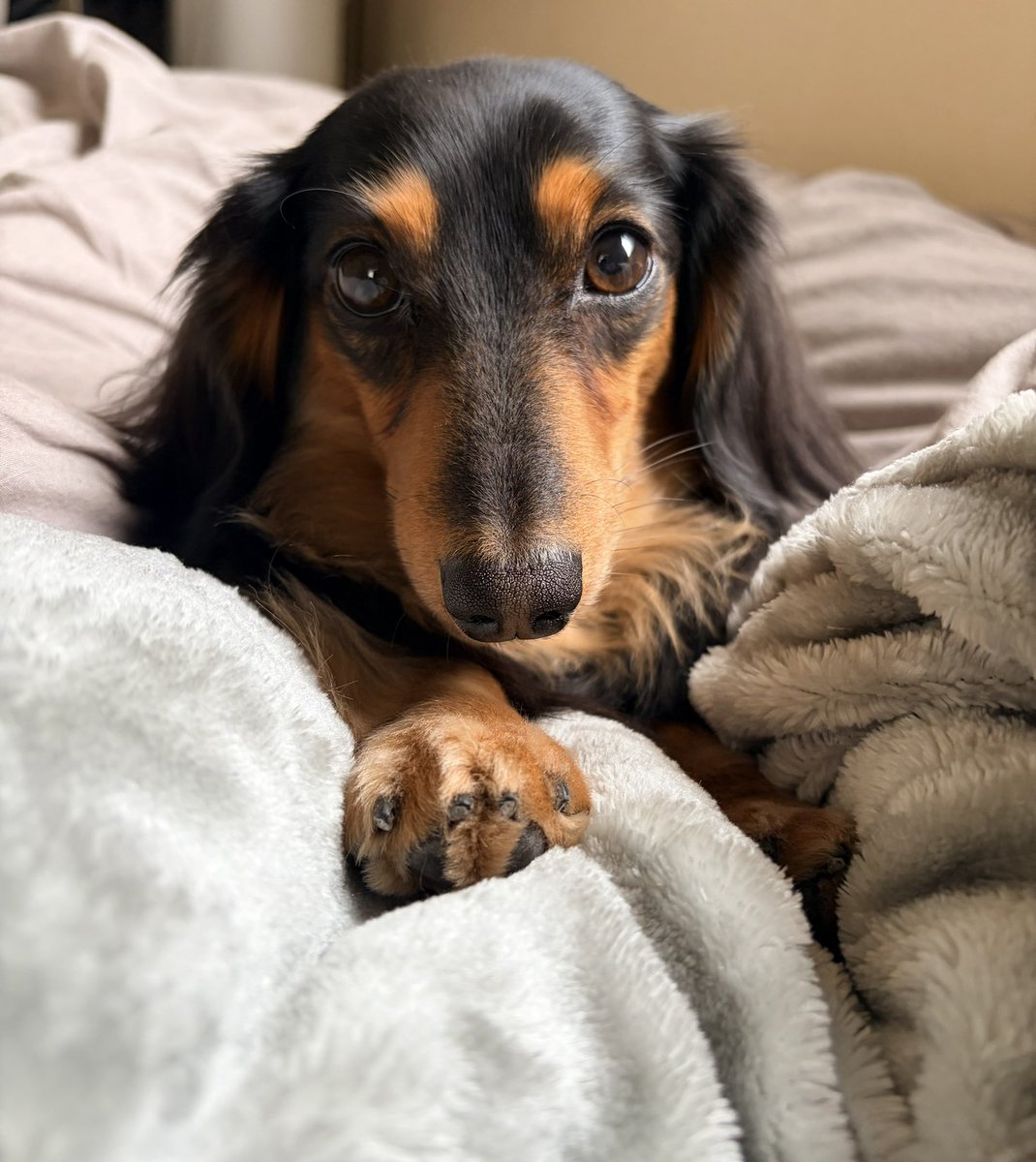 ロイくん🐶Mダックス♂ (@roiroi_reon02) / Posts / X