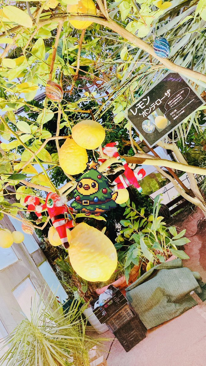 lemonbirdjp's tweet photo. 神姫バスのローカルプライム日帰りバス旅で三宮出発からの姫路のハーブ園運営自然食レストランとハーブオイル作りや加西市フラワーセンターのイルミネーションを楽しませて頂きました。とても大きなレモンを見つけてびっくり嬉しい体験をさせて頂きましたありがとうございました。 https://t.co/wcyZv9V9y1