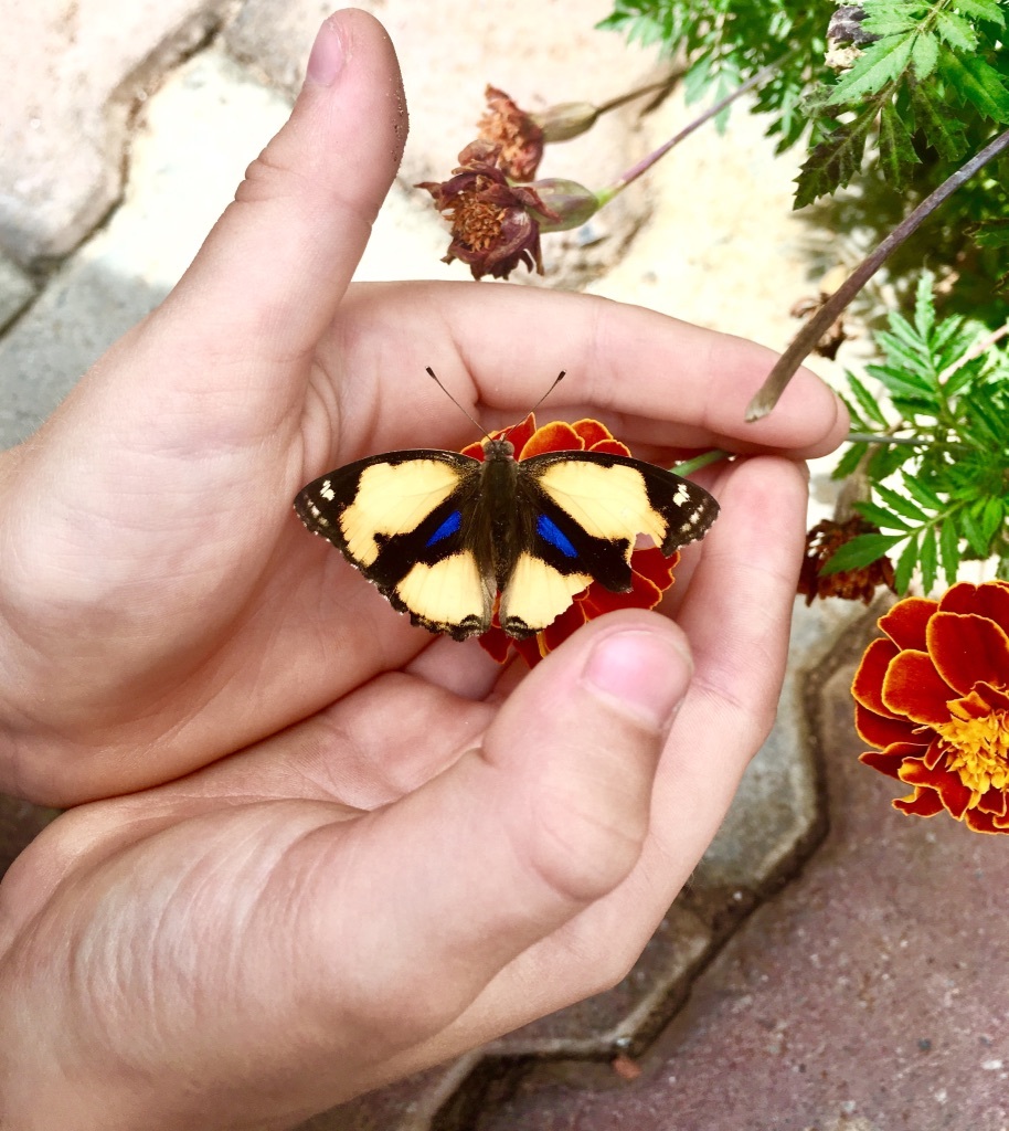 the echo network tweet media