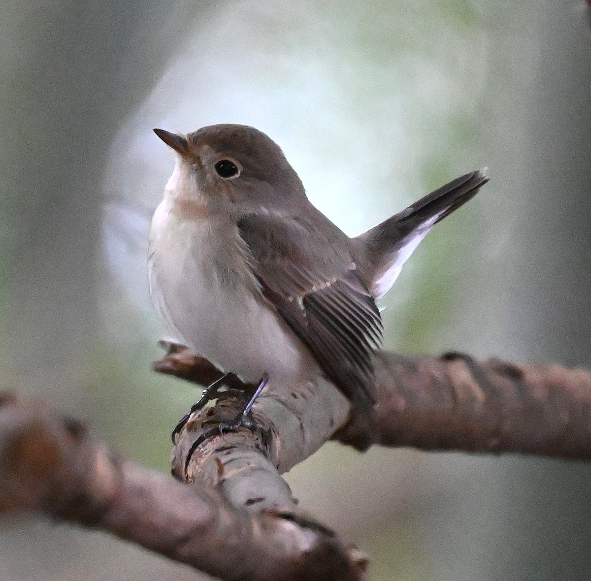 cedar (@HFkyzWaEGt49744) / Posts / X