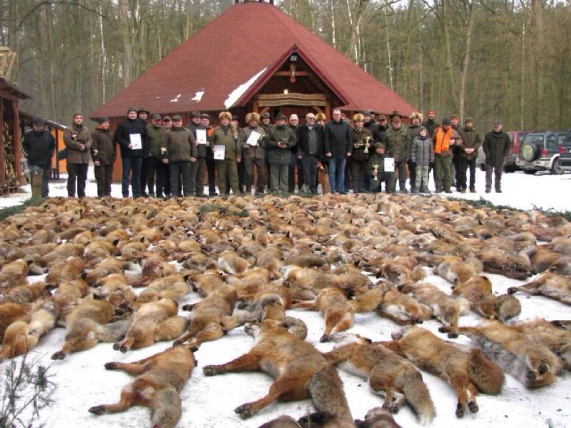 WTFox 🦊Trots als een pauw staan deze 'koudbloedige' Duitse #jagers uit Saksen achter al deze gedode vossen... Zinloze moordpartij😠 via <a href="/Vrijevogel56/">Roel Janssen🇺🇦🍀🌹🔻</a>