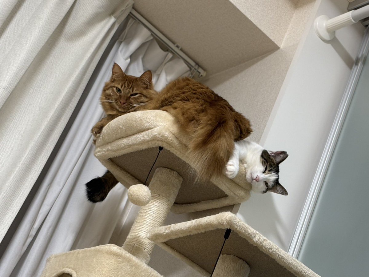 pepeaaaaaa's tweet photo. 猫 https://t.co/HQLuFSaofc