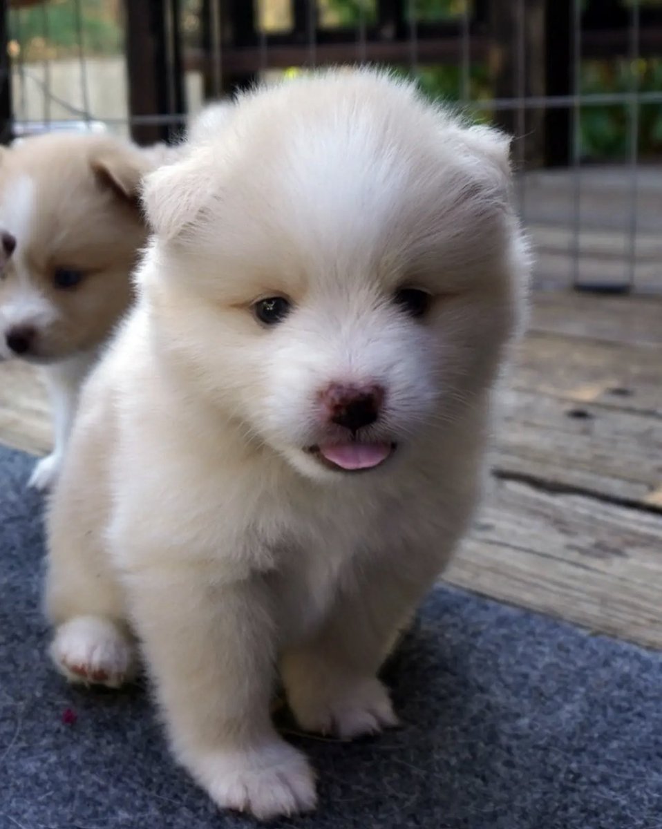 mousususususususu tweet media