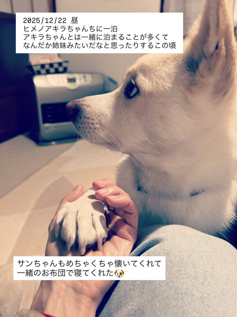 いぬ　 ファンクス ビキニカウル 0SK-ZX-MFP21 Amazon | 【Fanks】ホンダ