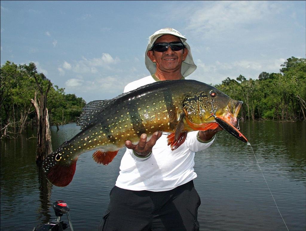 SShankaramurthy's tweet photo. Peacock Bass put up a solid fight today - y'all know how these Tampa waters deliver!

https://t.co/HOUMy9prkO https://t.co/8nEGzf013v