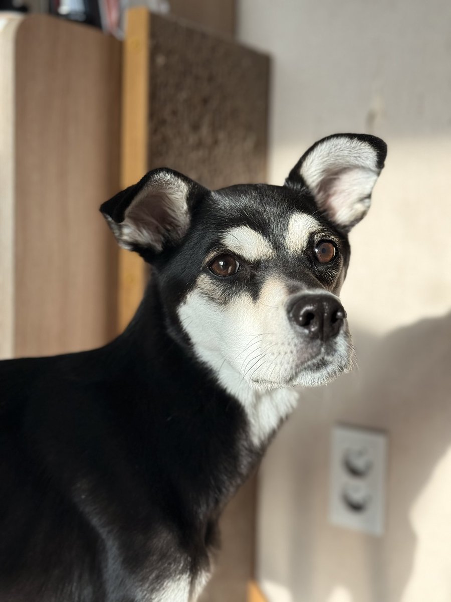 간만에 건진 들레 잘 나온 사진!

진도바둑이라 머즐이 좀 쳐진 편인데 살이 빠져갈 수 록 그게 부각되서 좀처럼 예쁜 사진이 안 나오는 편인데 들레 큰언이 자연광에서 한건 올렸음