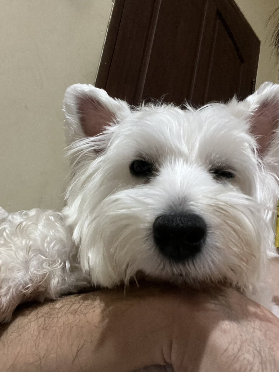 gregorius_6's tweet image. Tofu▫️🐾