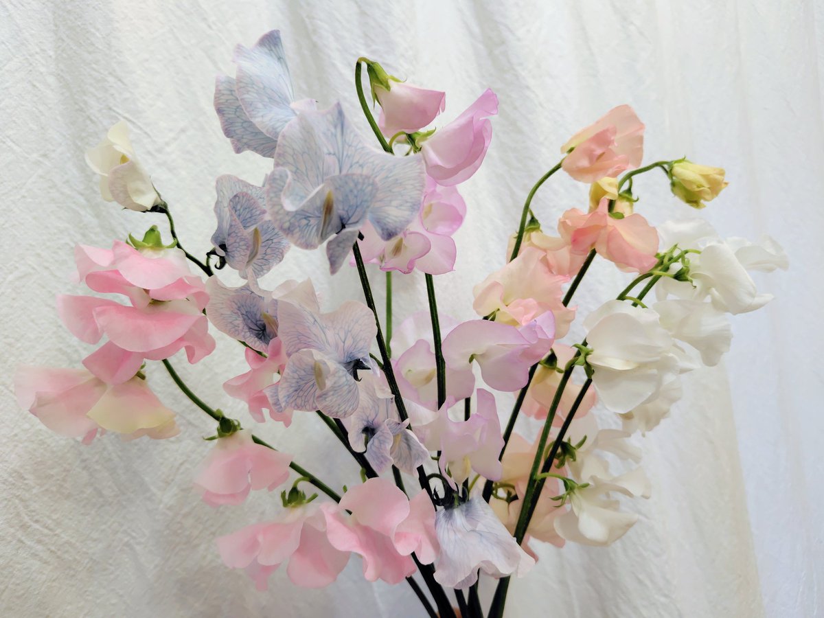 近所の花屋さんでスイートピーを。店員さんが、入荷したばかりで香りがいいですよと言ってたが、確かに甘い匂いが部屋に漂う。