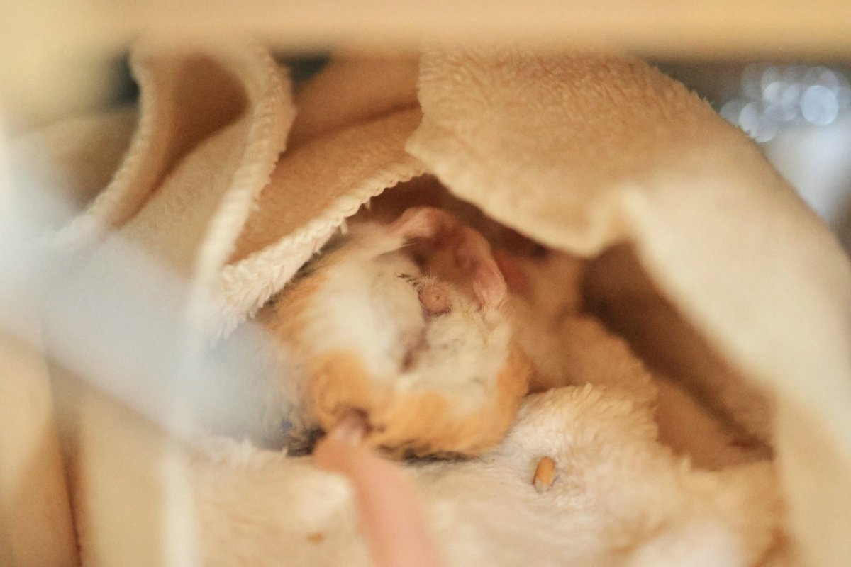 ゆっこ🐭ねずみの雑貨屋CLOVER🍀 (@nezumi3illust) / Posts / X