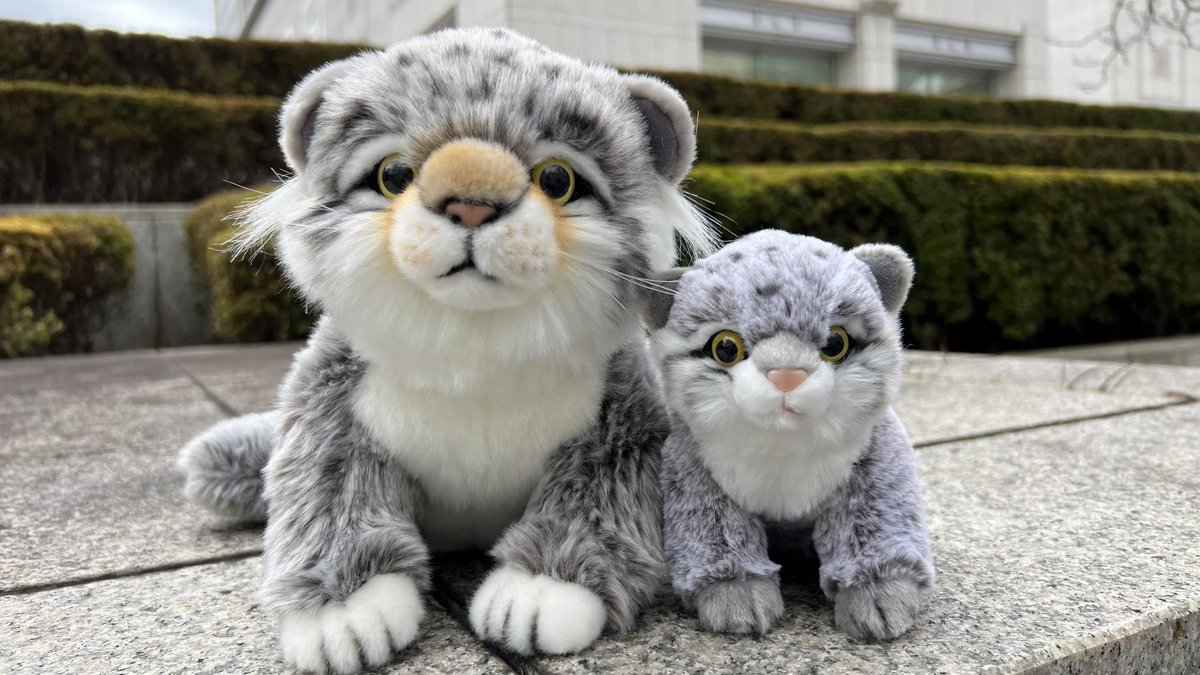 ＼マヌラーさん(マヌルネコを愛する方)に朗報です！／
なんとAQUAから、ふわっふわのマヌルネコを発売いたします🐱💓
近日発売予定となります！お楽しみに！

＃マヌルネコ