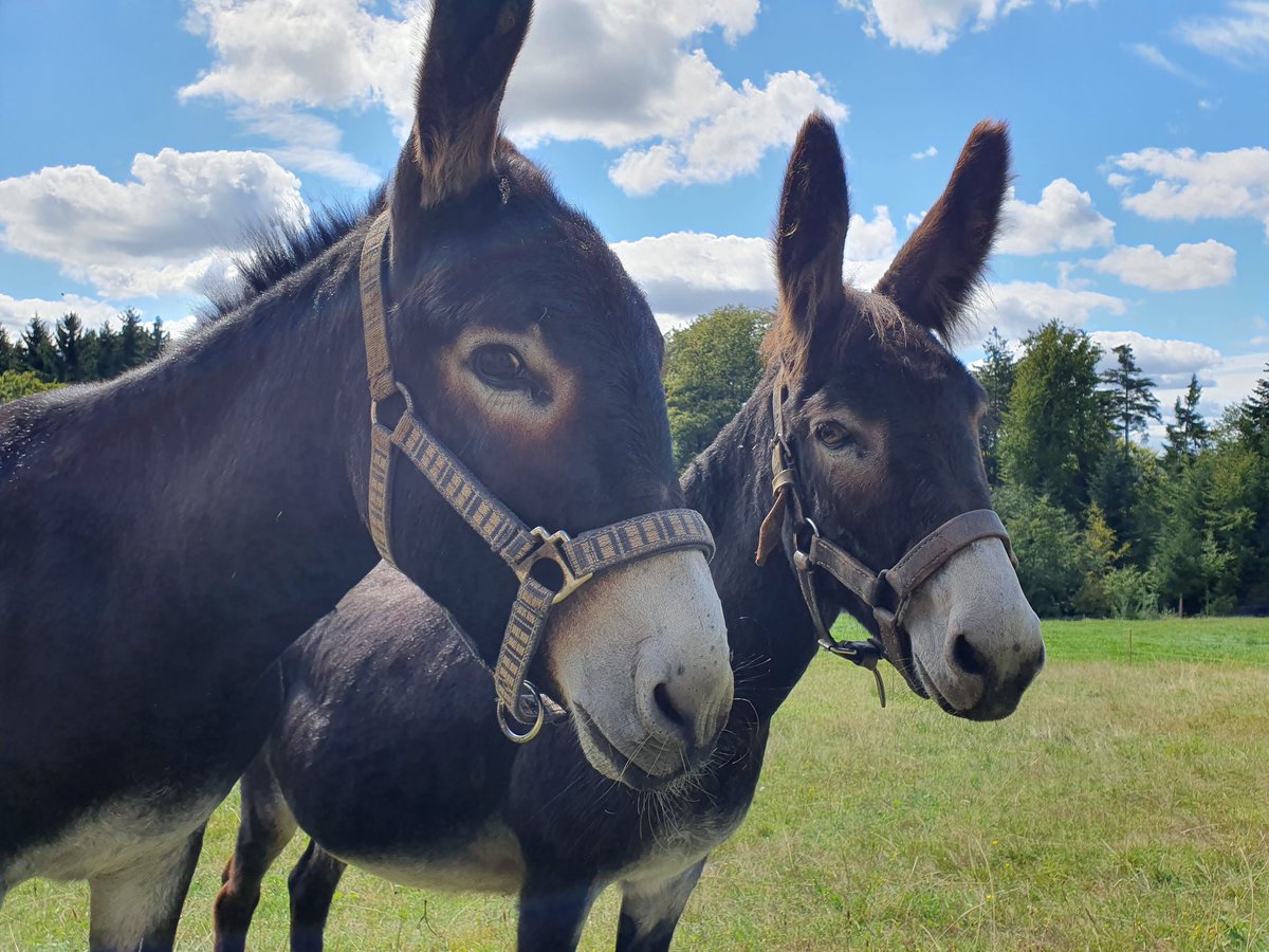 Günter Schmidt tweet media