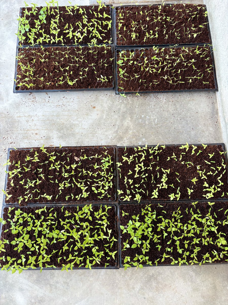 6am wake up call 📞 
Finally doing our Chili seedling transplanting. From 1 hectare we expect 2.5tonnes yield. Expecting our first harvest early March 👌🏿 🌶️