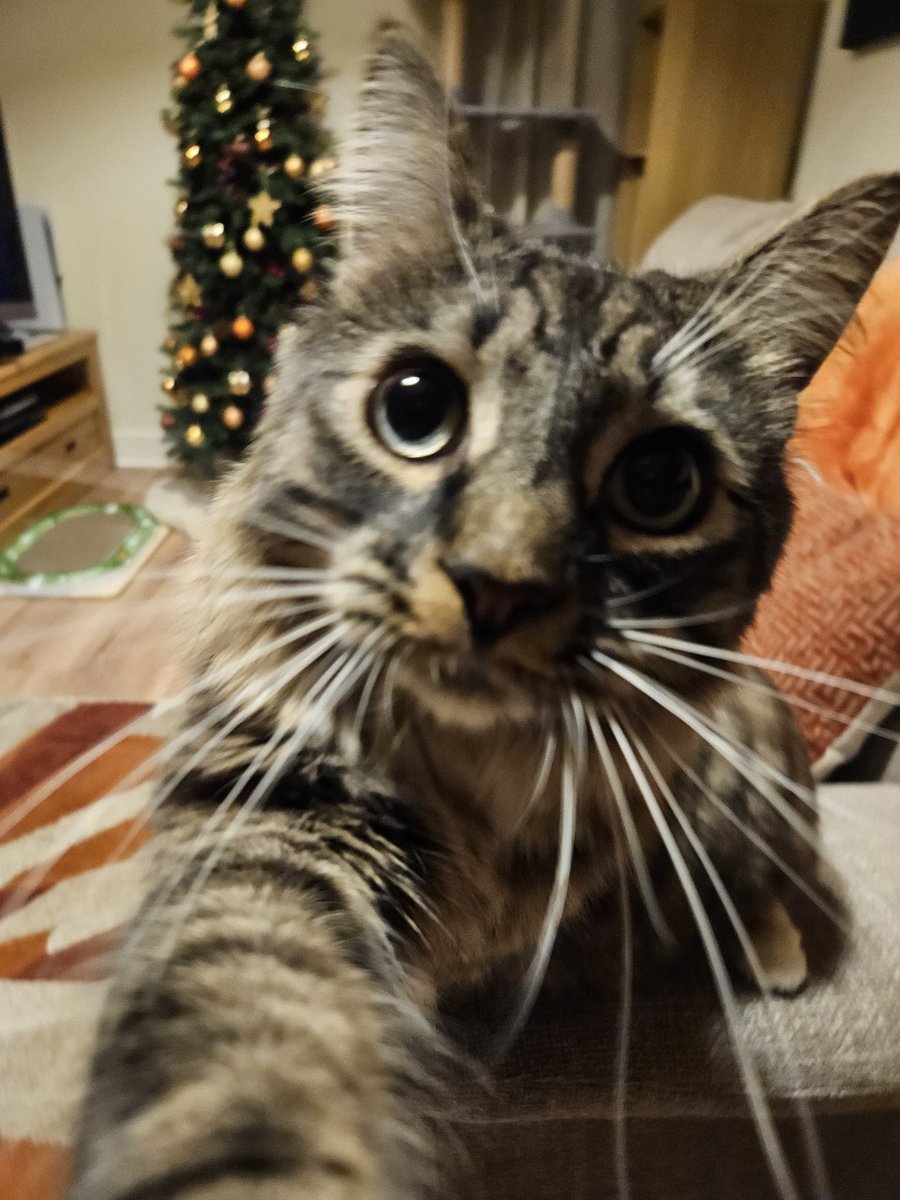 Is it Christmas soon?