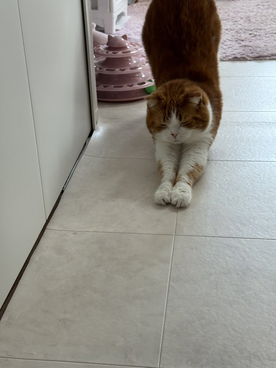 また投稿サボっちった〜 #猫好きさんと繫がりたい