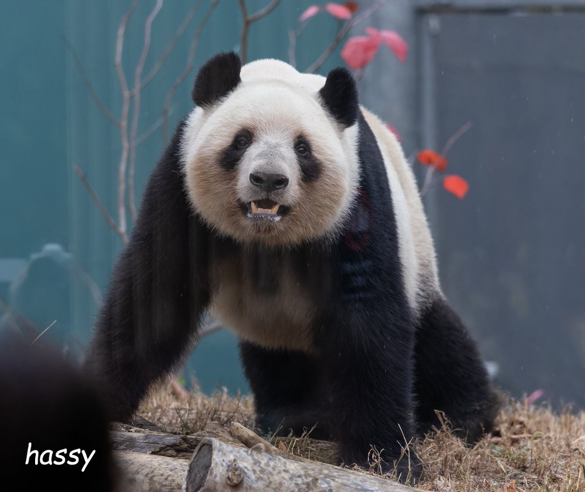 flypanda (@fly_panda6) / Posts / X