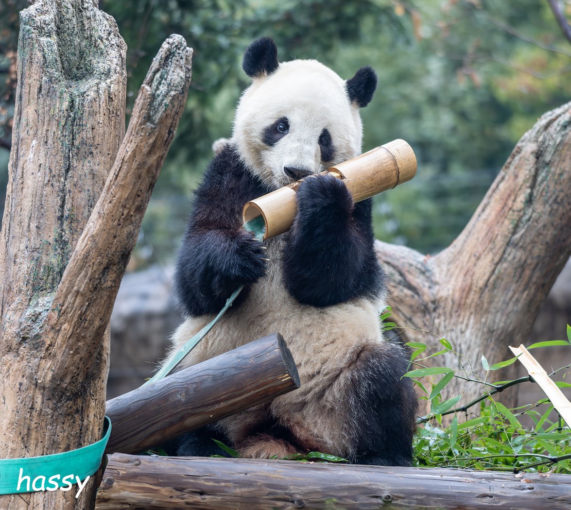 パンダ flypanda (@fly_panda6) / Posts / X