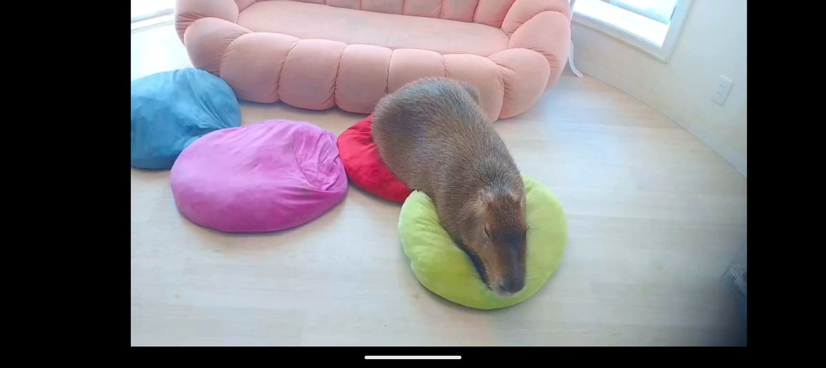 Nymphia_Vs's tweet image. 朝のまろりん！
また今週もよろしくね！

 #1日1マロン
 #カピバラ
 #マロン姫
 #愛知カピバラ飼育養成所