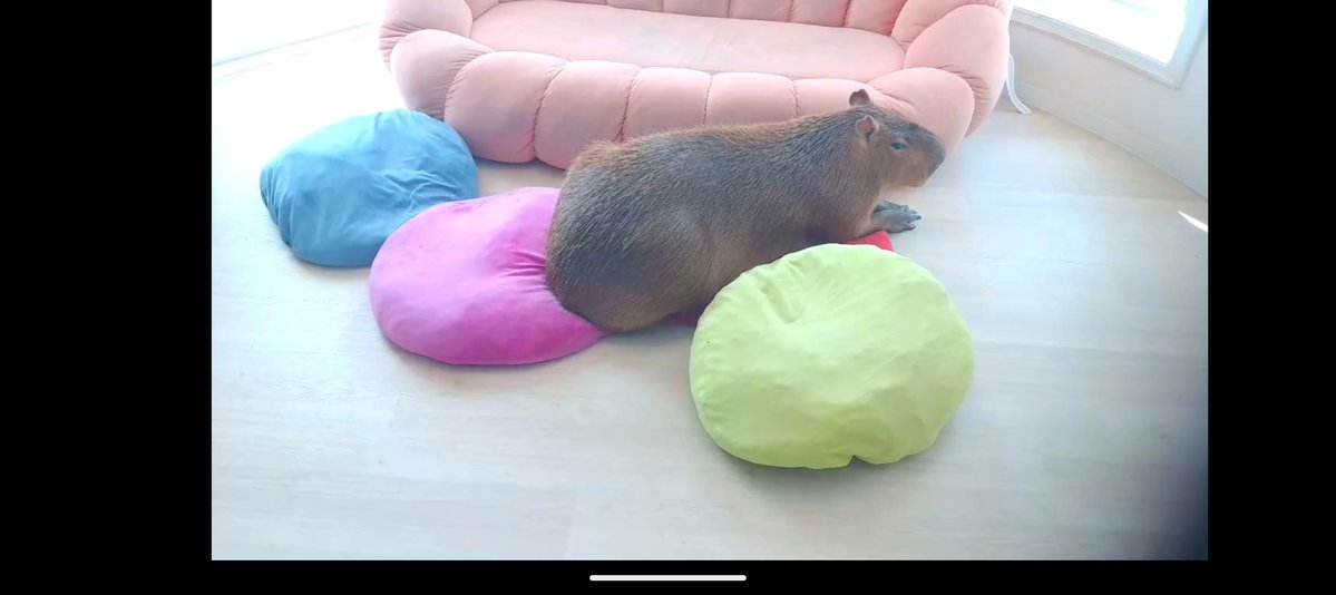 Nymphia_Vs's tweet image. 朝のまろりん！
また今週もよろしくね！

 #1日1マロン
 #カピバラ
 #マロン姫
 #愛知カピバラ飼育養成所