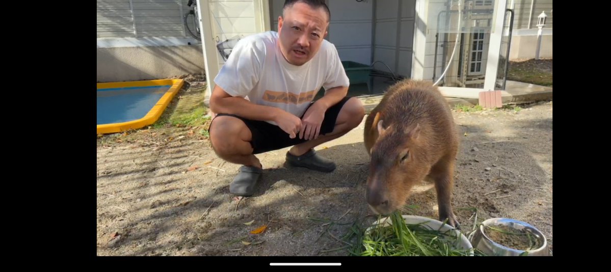 Nymphia_Vs's tweet image. 朝のまろりん！
また今週もよろしくね！

 #1日1マロン
 #カピバラ
 #マロン姫
 #愛知カピバラ飼育養成所