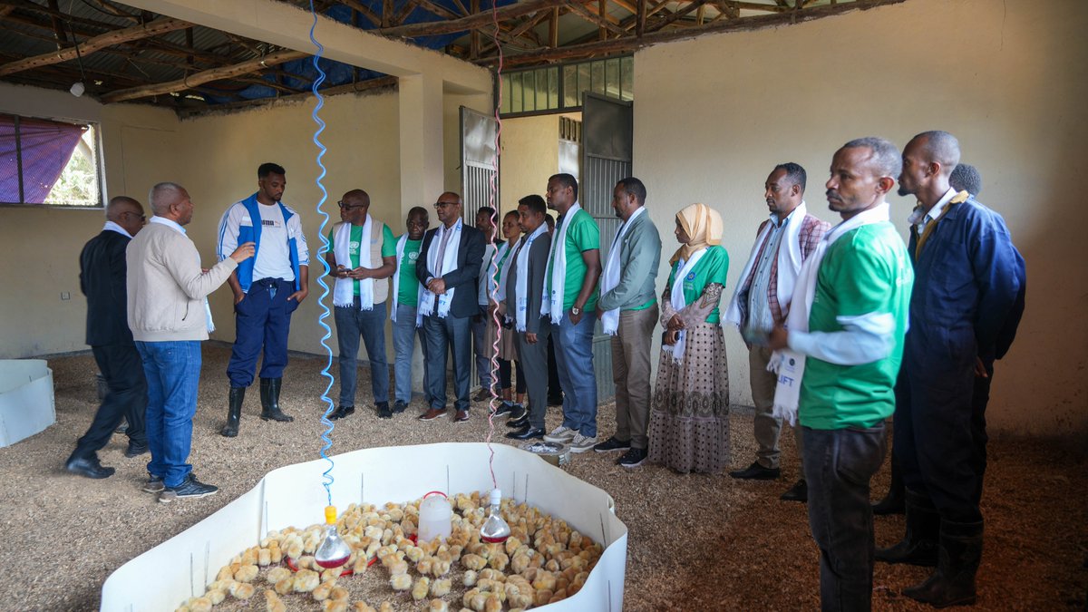 FAOEthiopia's tweet image. Ethiopia launches Unlocking Poultry Value Chain Potential for Enhanced Livelihoods - #UPLIFT project in #Oromia region.
Led by @MoA, @FAO, @UNIDO, @UNCDF, &amp;amp; supported by @UN @JointSDGFund, it targets improved access to Day Old Chicken, quality feed, viable markets &amp;amp; microfinance.