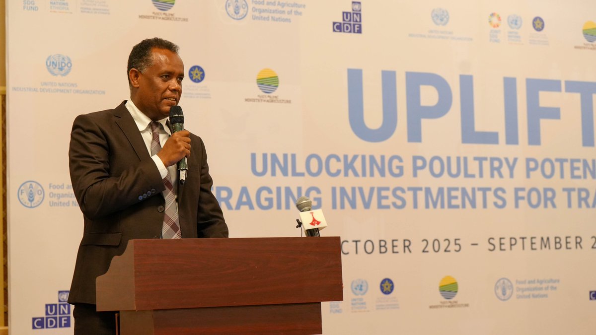 FAOEthiopia's tweet image. Ethiopia launches Unlocking Poultry Value Chain Potential for Enhanced Livelihoods - #UPLIFT project in #Oromia region.
Led by @MoA, @FAO, @UNIDO, @UNCDF, &amp;amp; supported by @UN @JointSDGFund, it targets improved access to Day Old Chicken, quality feed, viable markets &amp;amp; microfinance.