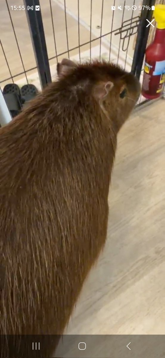 Nymphia_Vs's tweet image. ふわっちまろりん！
今日もありがとう！
また明日かな？(*´ `*)

 #カピバラ
 #マロン姫
 #愛知カピバラ飼育養成所
 #ふわっち
 #飼育員見習いHAM