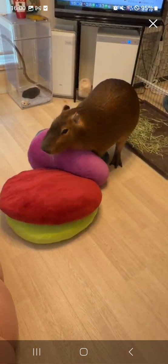 Nymphia_Vs's tweet image. ふわっちまろりん！
今日もありがとう！
また明日かな？(*´ `*)

 #カピバラ
 #マロン姫
 #愛知カピバラ飼育養成所
 #ふわっち
 #飼育員見習いHAM