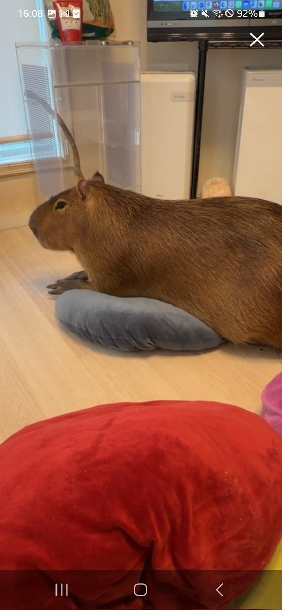 Nymphia_Vs's tweet image. ふわっちまろりん！
今日もありがとう！
また明日かな？(*´ `*)

 #カピバラ
 #マロン姫
 #愛知カピバラ飼育養成所
 #ふわっち
 #飼育員見習いHAM