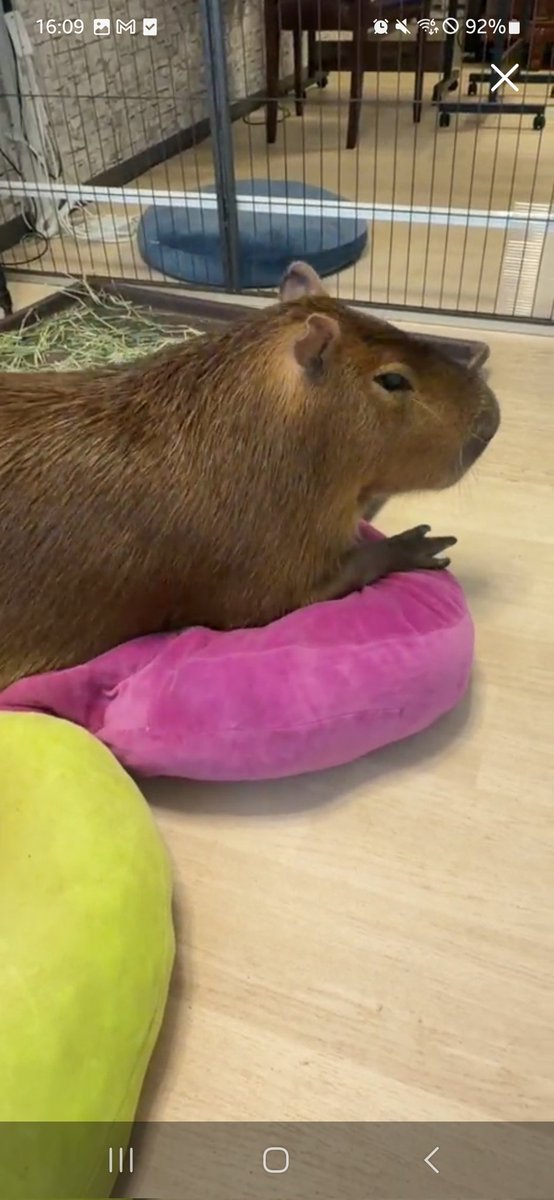 Nymphia_Vs's tweet image. ふわっちまろりん！
今日もありがとう！
また明日かな？(*´ `*)

 #カピバラ
 #マロン姫
 #愛知カピバラ飼育養成所
 #ふわっち
 #飼育員見習いHAM