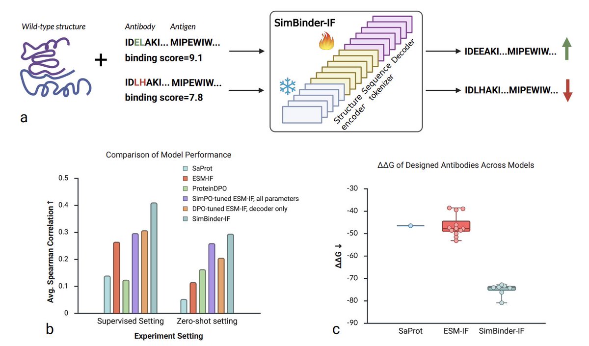 BiologyAIDaily's tweet image. Structure-Aware Antibody Design with Affinity-Optimized Inverse Folding

1. SimBinder-IF turns ESM-IF into a high-affinity antibody generator by freezing the structure encoder and tuning only 18 % of the parameters, slashing GPU memory and wall-clock time while boosting…