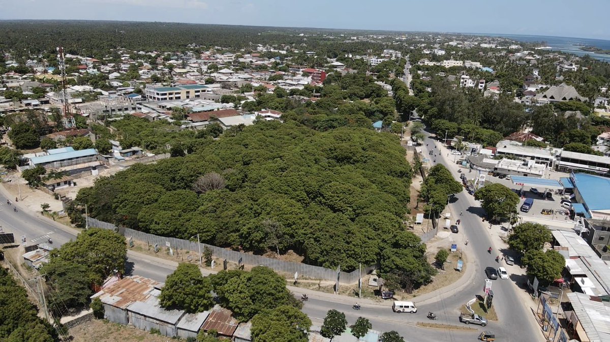 husskhalid's tweet image. This is Watamu recreational park before and after. The same government that is saying it wants to plant 15 billion trees is the one destroying a park and cutting down trees shamelessly.

@TruphenaMuthoni please come to Watamu and hug these trees. Maybe then the government will…