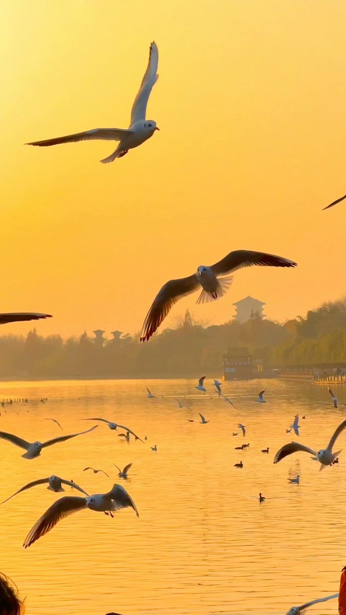 夕日が低く垂れ、漢江にオレンジ色の光が揺らめきます。 ユリカモメと