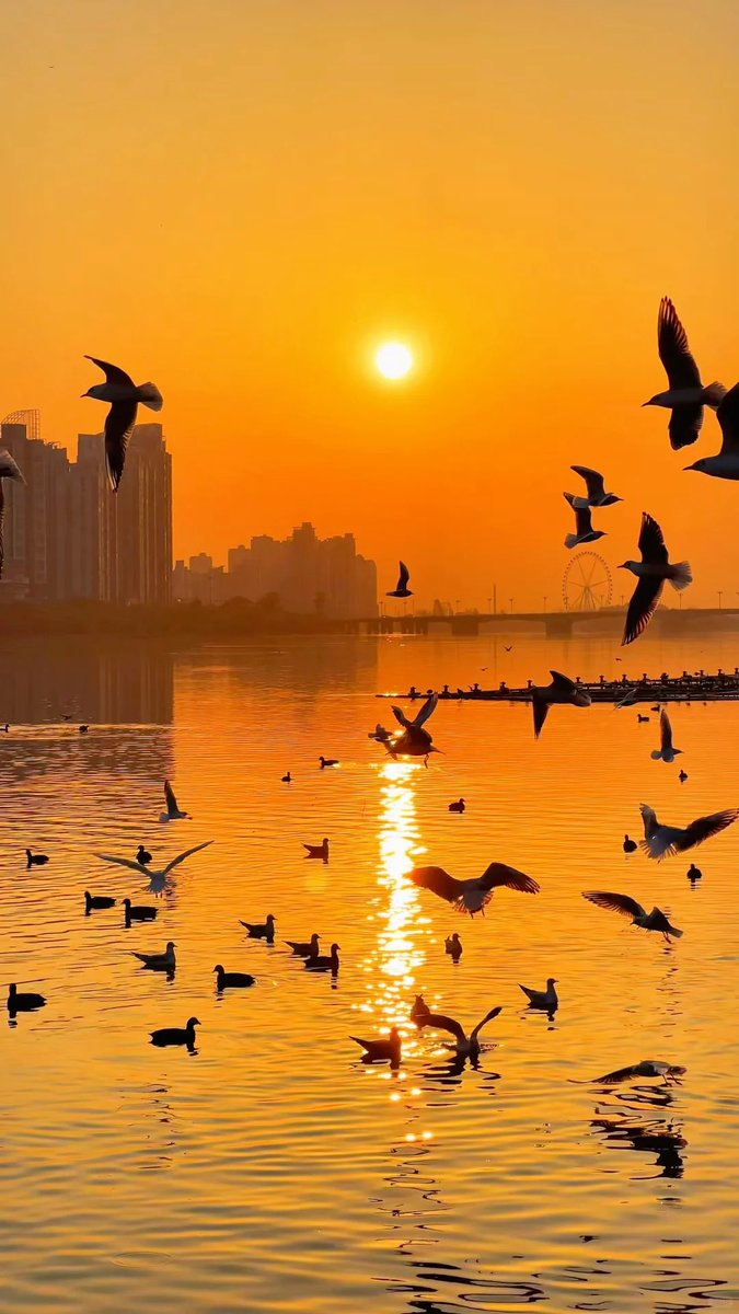 GAHGA 光れーる　君との夕焼けオレンジ 夕日が低く垂れ、漢江にオレンジ色の光が揺らめきます。 ユリカモメと