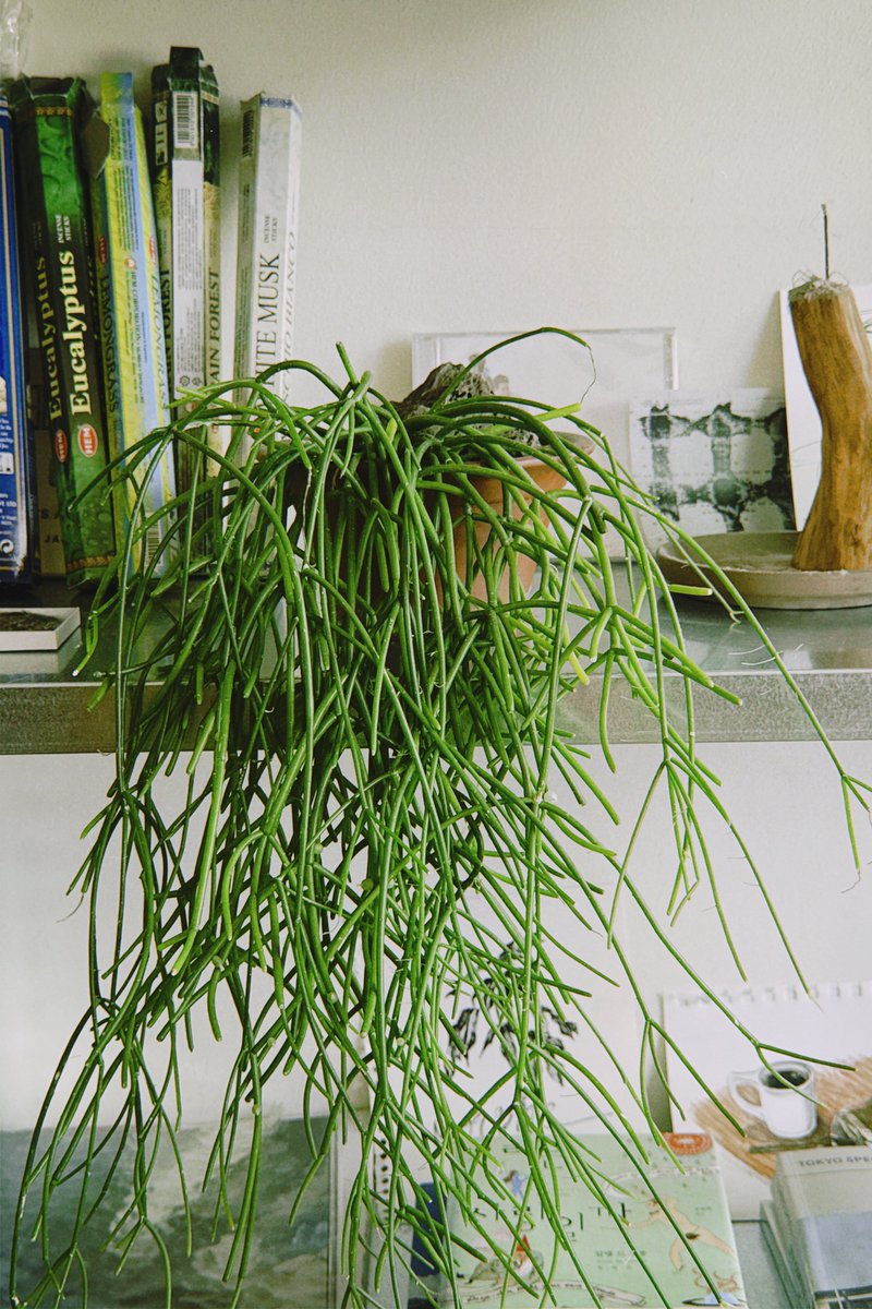 endomamesoup's tweet image. 한동안 푹 빠져 있었던 필름 카메라 앱