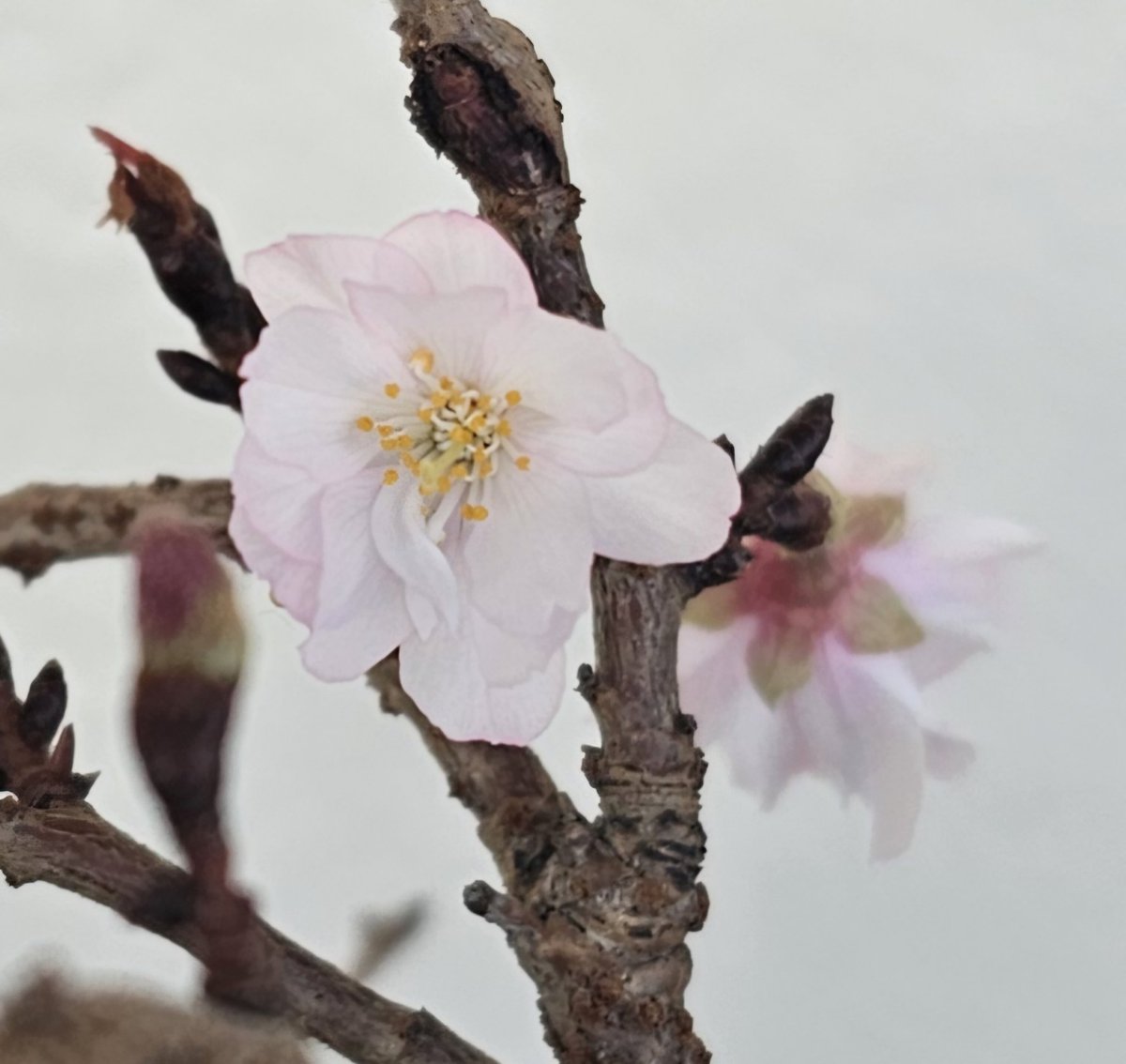 #盆栽日記
寒いのに咲いてくれる十月桜