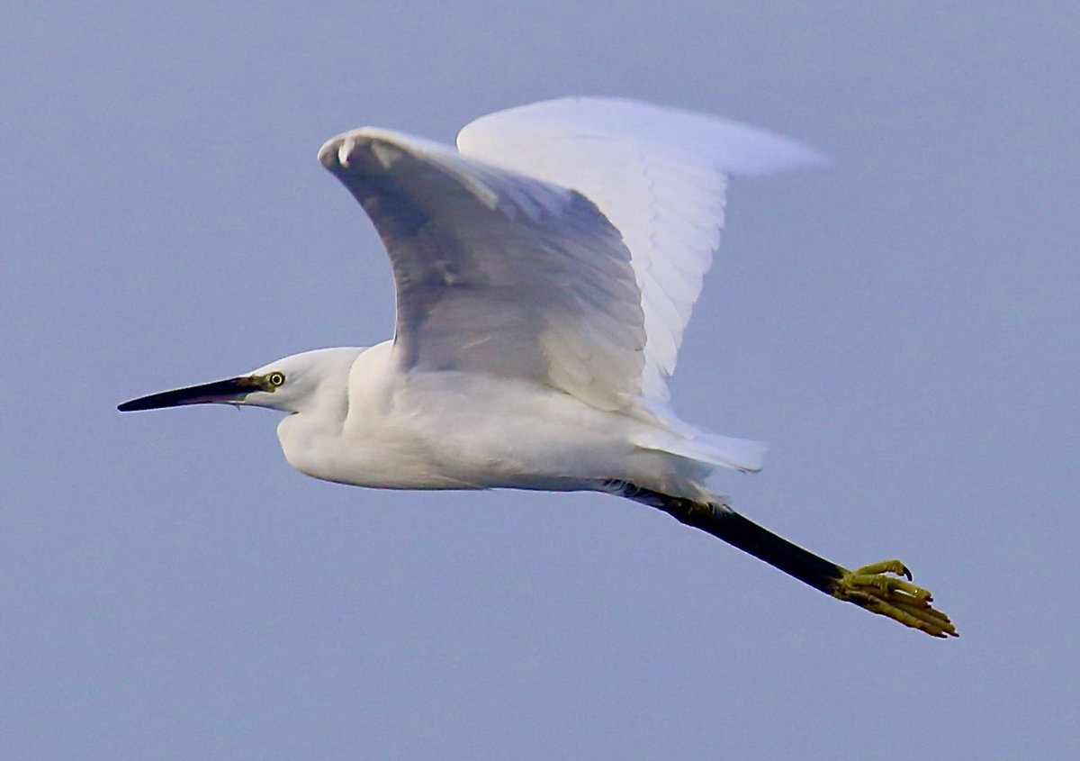 Little Egret. Peel Castle Isle of Man. Flying near rock pools at back of castle 🇮🇲🇮🇲🇮🇲 
<a href="/ManxBirdLife/">Manx BirdLife</a>   <a href="/manxnature/">Manx Wildlife Trust</a>