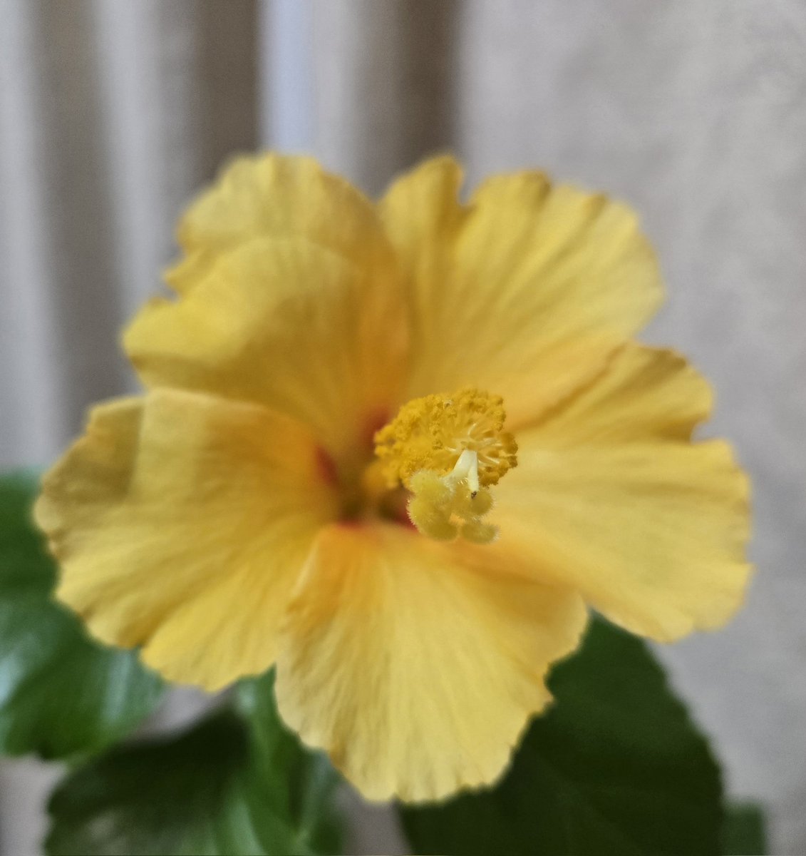 咲きました！ R7年12月21日 #今日のハイビスカス 🌺