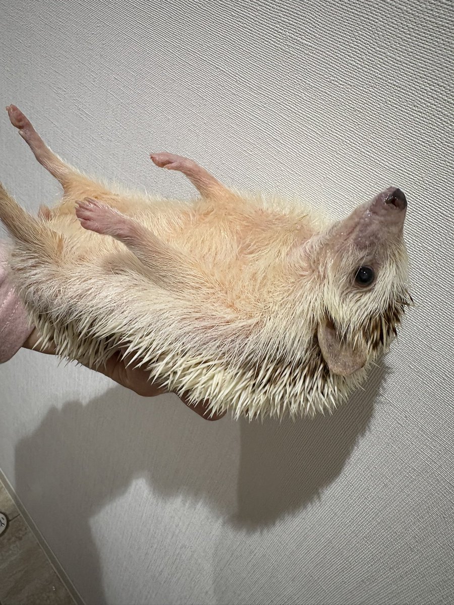 ぴぴ丸 tweet media