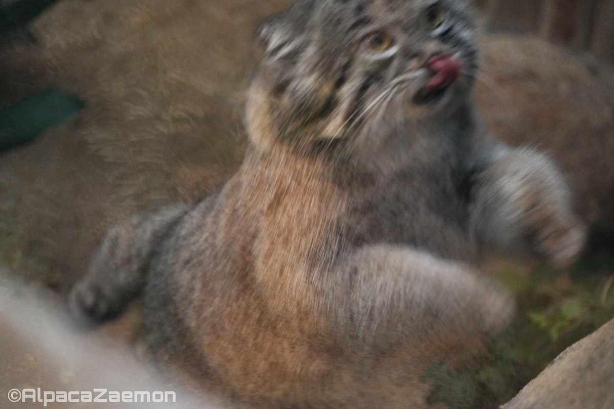 ペロッとしながらのジャンプは危険です⚠️
みなさんもそう思いますよね！