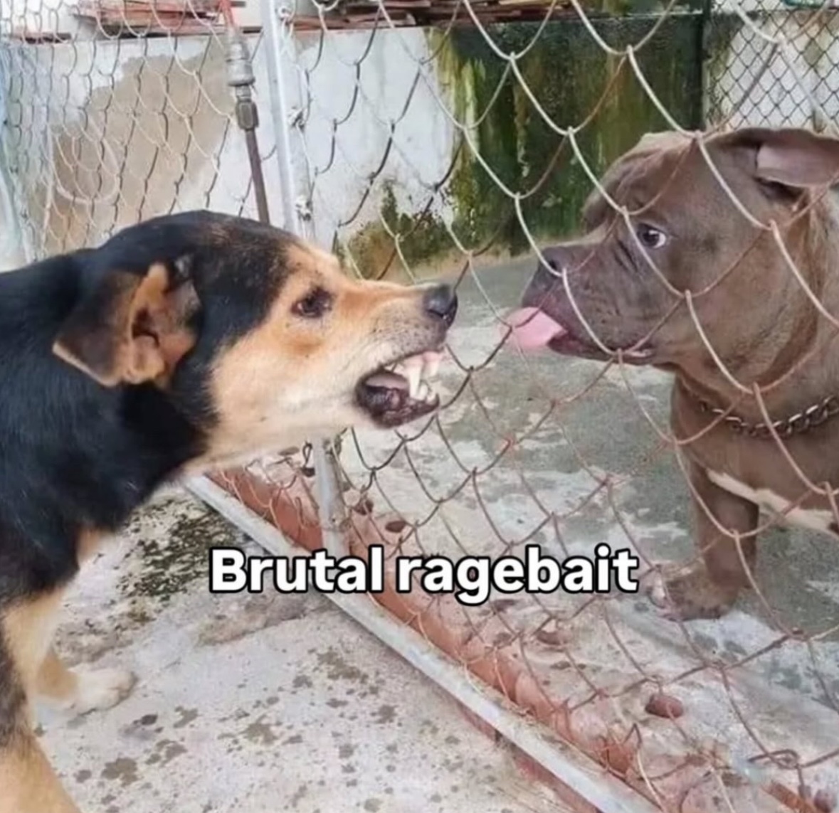 RespectfulMemes's tweet image. 