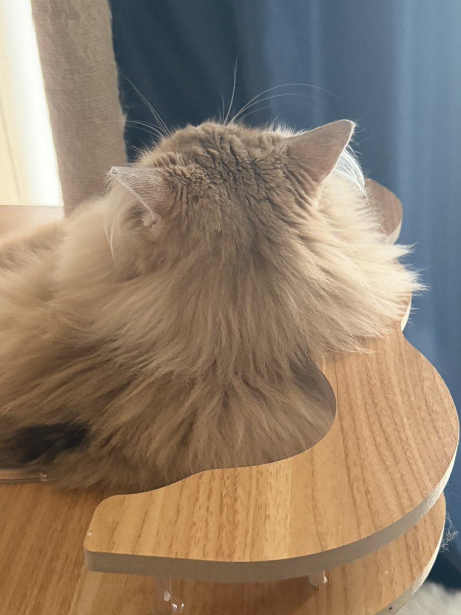 きのぴー (@kinokino1230) / Posts / X