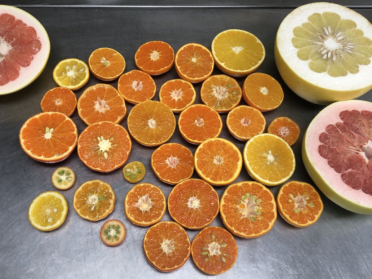 みかんノート (@mikanflavor1) / Posts / X