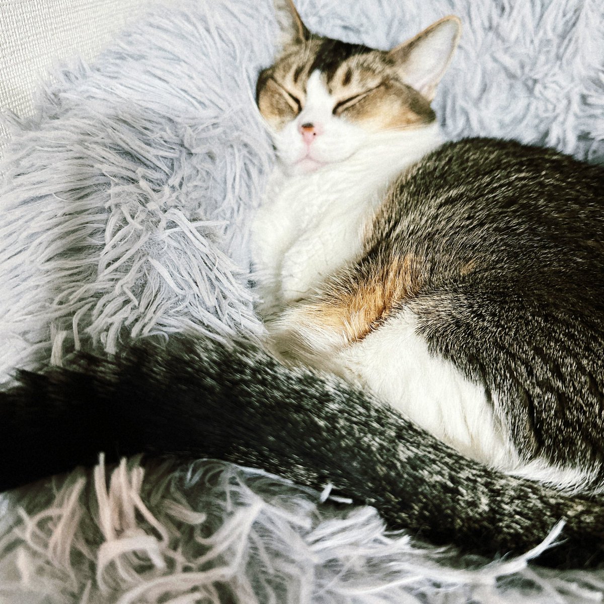 サコ (@sacoeco) / Posts / X