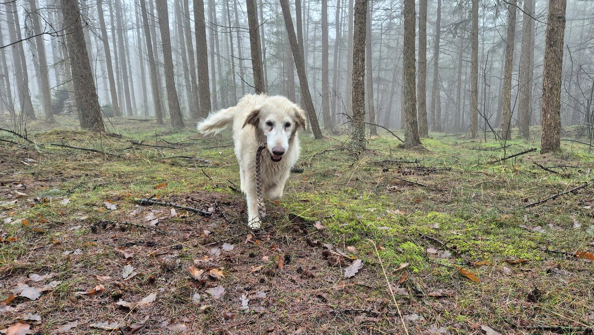 Nee, geen "gorilla's in the mist" maar wel onze reddingshonden. Minder verwaaing van geur, maar dat weerhield de honden niet om de verstopte personen veiloos te vinden.

Nu even pauze maar we blijven uiteraard paraat voor eventuele vermissingen.

Een veilige jaarwisseling gewenst