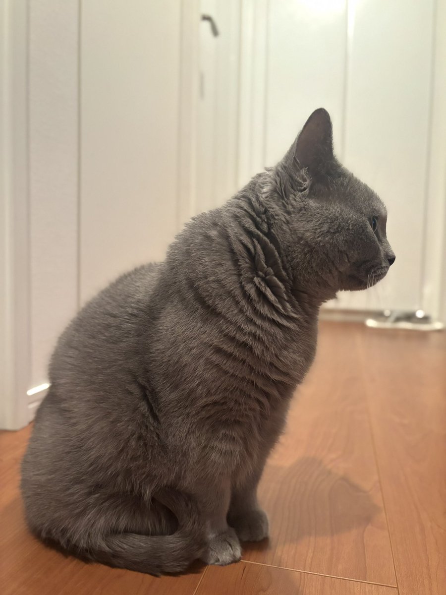 _yoshika_'s tweet photo. 猫さんはお留守番🐈‍⬛

バックトゥザフューチャー4dx
観てきました！
18日までの上映期間をなんと
延長している映画館があったので
観れました💕
楽しかったー❗️
揺れた！水きた！スモークきた！ https://t.co/TmTksgJnhX