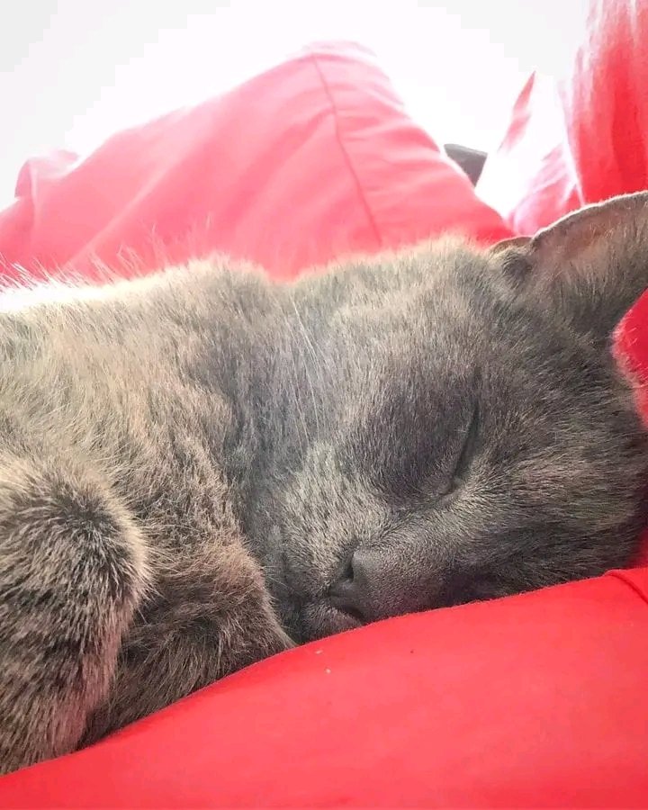 Annamaya098's tweet image. Kitty 😺😚😚😚