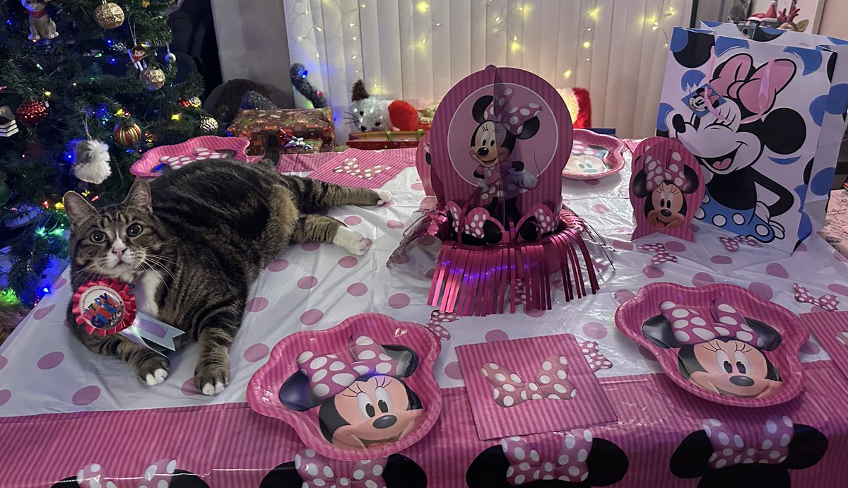 oreokittykat's tweet photo. Hello friends 😸 Today is a very special day because it is Lily’s and Peaches’ birthday! 🎂🥳🎉 Peaches is 10 and Lily is 11. Please help us wish them Happy Birthday! 😻 #birthdaygirls #catsoftwitter #catsbirthday https://t.co/471GwU3cmc