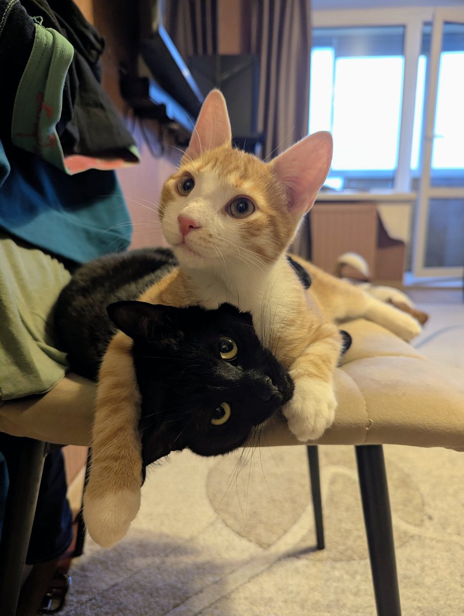 Вся боль котячьего народа в этих глазах. Зачем вы притащили домой это рыжее исчадие ада?