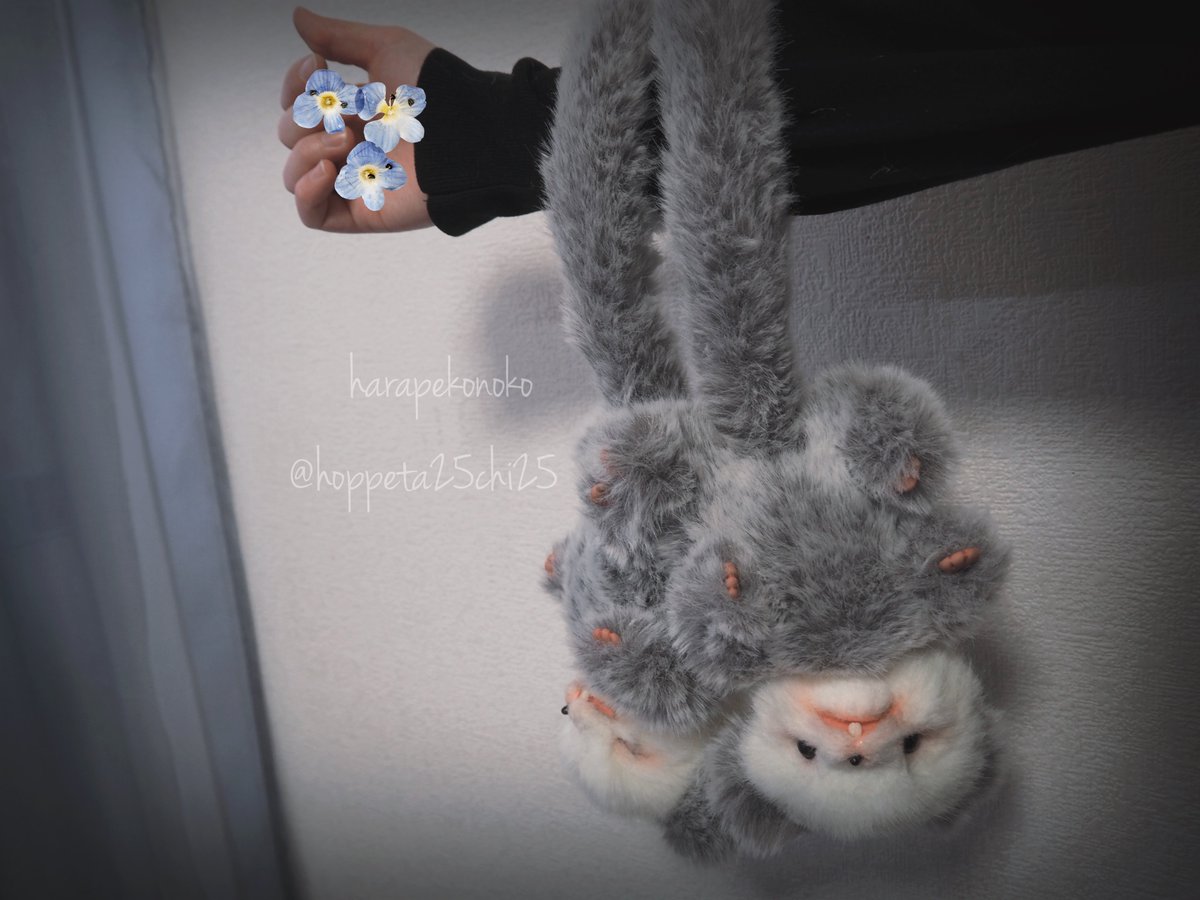 ハラペコ (@hoppeta25chi25) / Posts / X