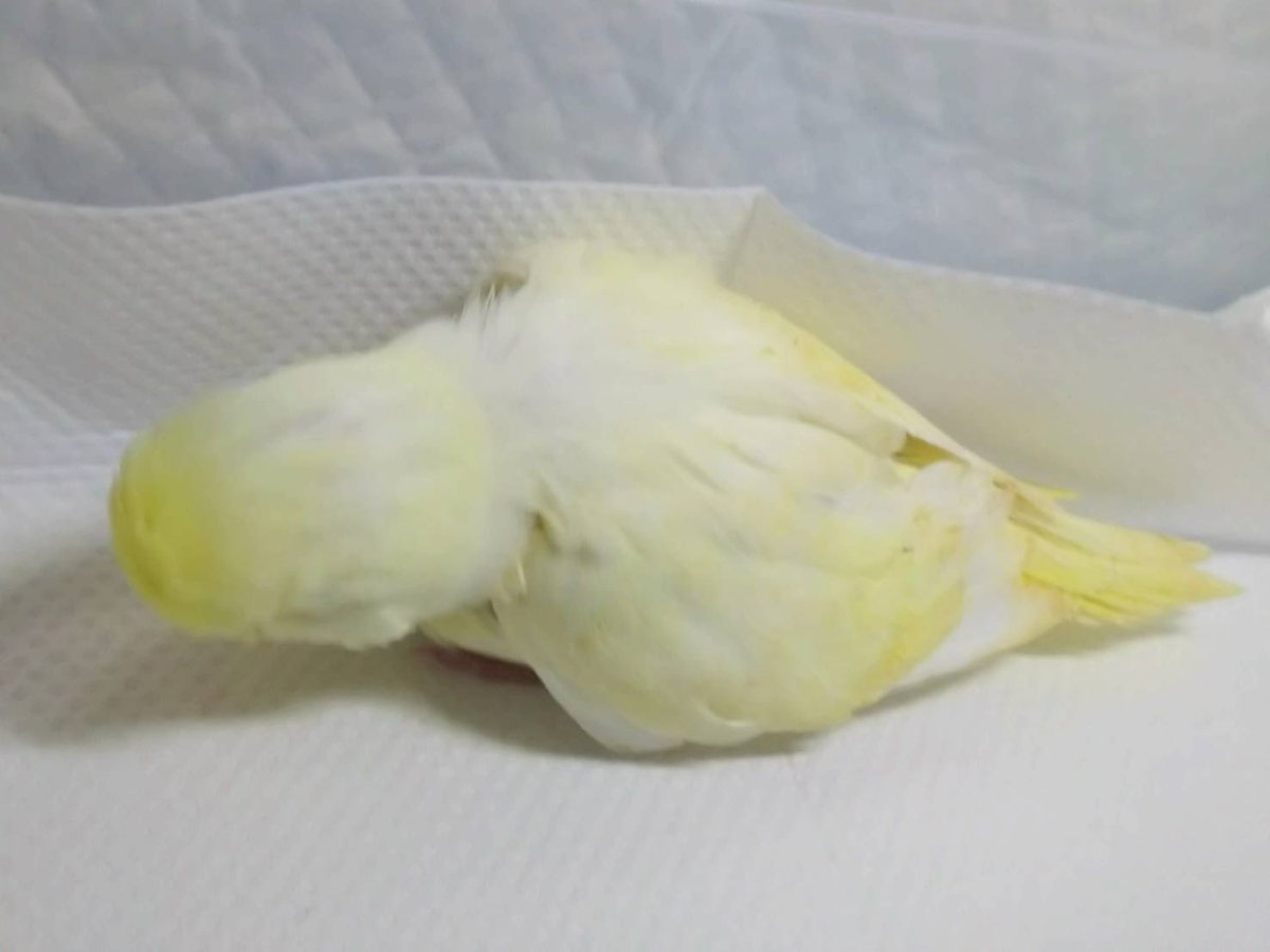 1183Tuffy's tweet photo. ハーフジャンボセキセイインコ https://t.co/lJX8KSJvSr